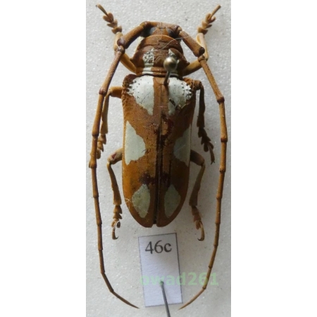 Prosopocera lactator (Fabricius, 1801) male 30mm Tanzania46c